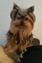 Yorkshire Terrier from Italy